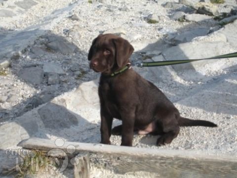 Laith - Labrador Retriever, Referencias de Euro Puppy desde Germany