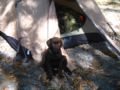 Laith - Labrador Retriever, Euro Puppy review from Germany