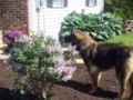 Heidi - Leonberger, Euro Puppy review from United States
