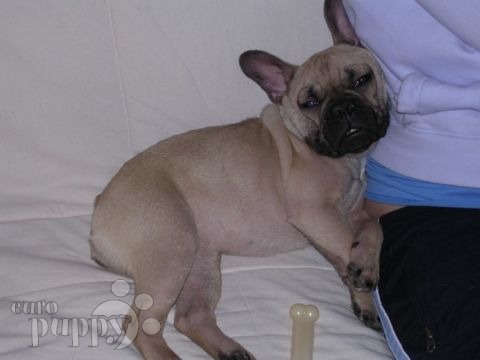 Georgia - French Bulldog, Euro Puppy review from United States