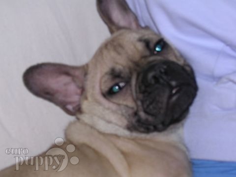 Georgia - Bulldog Francés, Euro Puppy review from United States