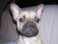 Georgia - French Bulldog, Euro Puppy review from United States