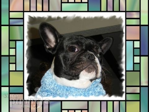 Luci Jo - French Bulldog, Euro Puppy review from United States