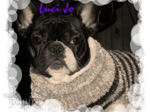 Luci Jo - Französische Bulldogge, Euro Puppy Referenzen aus United States