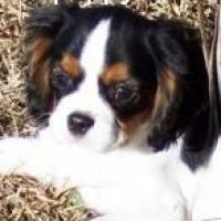 Melba - Cavalier King Charles, Euro Puppy review from United States