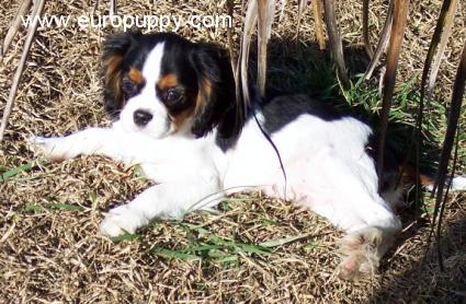 Melba - Cavalier King Charles Spaniel, Euro Puppy review from United States