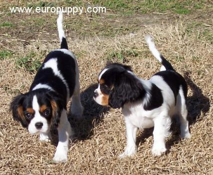 Melba - Cavalier King Charles, Referencias de Euro Puppy desde United States