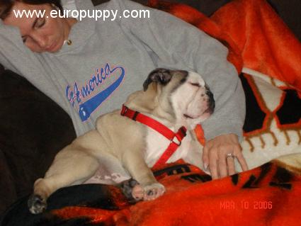 Laszlo - Bulldogge, Euro Puppy Referenzen aus United States