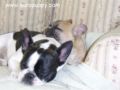Brenda - Französische Bulldogge, Euro Puppy Referenzen aus United States