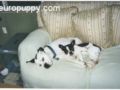 Brenda - French Bulldog, Euro Puppy review from United States