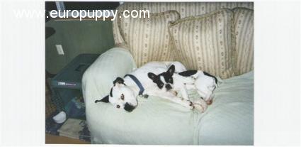 Brenda - Französische Bulldogge, Euro Puppy Referenzen aus United States
