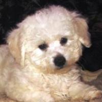 Tomi - Bichon Frise, Euro Puppy Referenzen aus United States