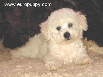 Tomi - Bichon Frise, Euro Puppy review from United States