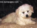 Tomi - Bichon Frise, Euro Puppy Referenzen aus United States
