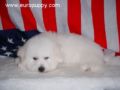 Tomi - Bichón Frise, Euro Puppy review from United States