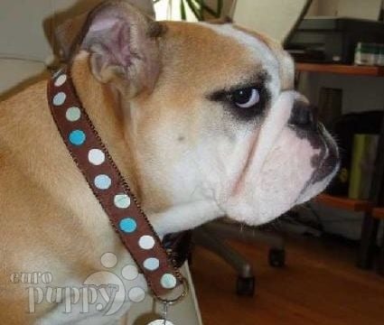 Gwen - Bulldogge, Euro Puppy review from United States