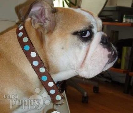 Gwen - Bulldog, Referencias de Euro Puppy desde United States