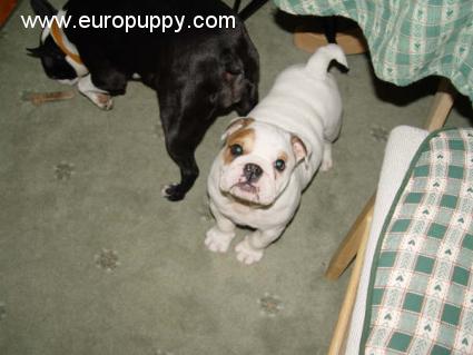 Abby - Bulldogge, Euro Puppy review from Germany