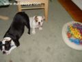 Abby - Bulldogge, Euro Puppy review from Germany