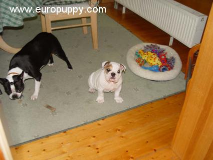 Abby - Bulldog, Referencias de Euro Puppy desde Germany