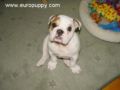Abby - Bulldog, Euro Puppy review from Germany