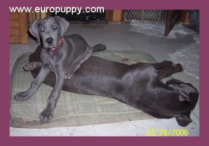 Darla - Deutsche Dogge, Euro Puppy Referenzen aus United States