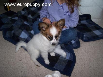 Gizmo - Papillon, Euro Puppy Referenzen aus Spain