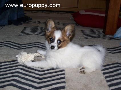 Gizmo - Papillon, Euro Puppy Referenzen aus Spain