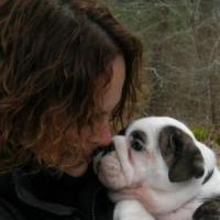 Victoria - Bulldogge, Euro Puppy Referenzen aus United States