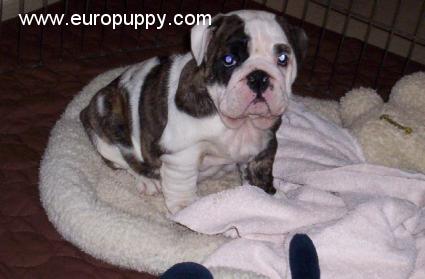 Victoria - Bulldog, Euro Puppy review from United States