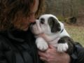 Victoria - Bulldog, Euro Puppy review from United States