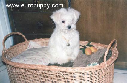 Plucky - Bologneser, Euro Puppy review from Iran