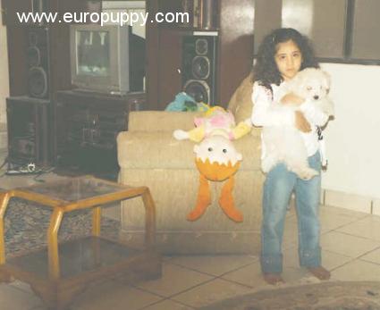 Plucky - Bologneser, Euro Puppy Referenzen aus Iran