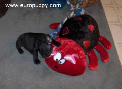 Meggie - Französische Bulldogge, Euro Puppy Referenzen aus United States