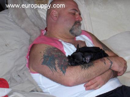 Meggie - Bulldog Francés, Referencias de Euro Puppy desde United States