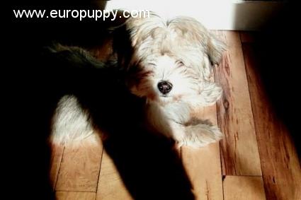 Bacchus - Havanese, Euro Puppy review from United States