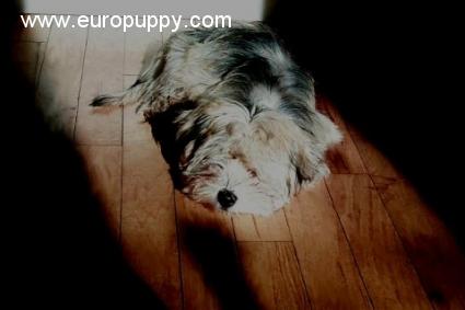 Bacchus - Havaneser, Euro Puppy review from United States