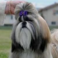 Dauntee - Shih Tzu, Euro Puppy Referenzen aus Canada