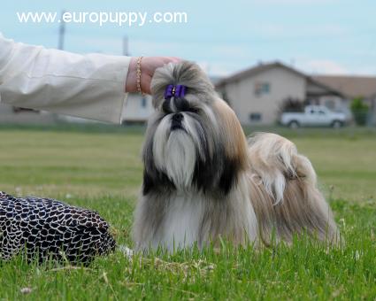 Dauntee - Shih Tzu, Euro Puppy review from Canada