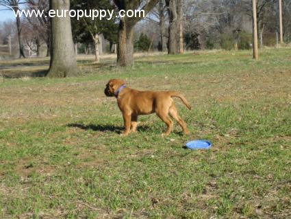 Louie - Dogue de Bordeaux, Euro Puppy review from United States