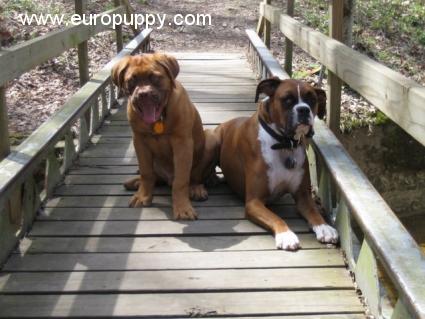 Louie - Dogo de Burdeos, Euro Puppy review from United States