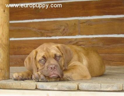 Louie - Dogue de Bordeaux, Euro Puppy Referenzen aus United States