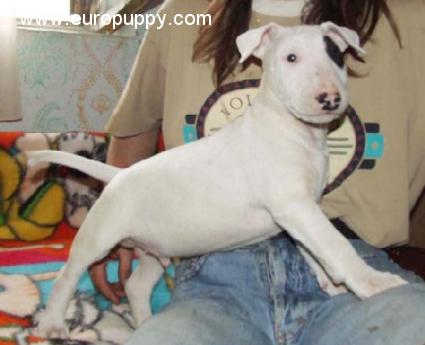 Samer - Bull Terrier, Euro Puppy review from United States