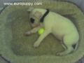 Samer - Bull Terrier, Euro Puppy review from United States
