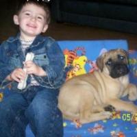 Chance - Bullmastiff, Euro Puppy review from United States