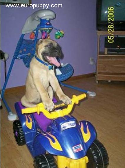 Chance - Bullmastiff, Euro Puppy review from United States