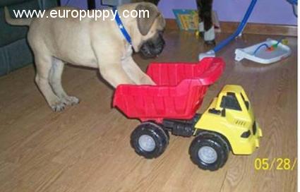 Chance - Bullmastiff, Euro Puppy review from United States