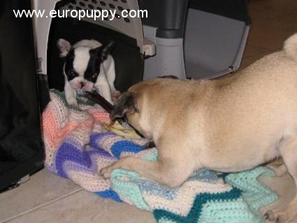 Dotty - Französische Bulldogge, Euro Puppy Referenzen aus Canada