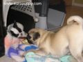 Dotty - French Bulldog, Euro Puppy review from Canada