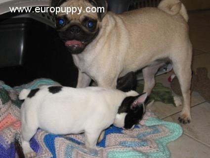 Dotty - Bulldog Francés, Referencias de Euro Puppy desde Canada